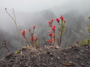 A flower from the rim of Volcano Irazú.